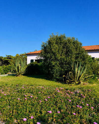 Villa Vignola: Bloem, Vegetation, Struik, Tuin, Plantengemeenschap, Groundcover, Weide, Landscaping, Kruidachtige Plant