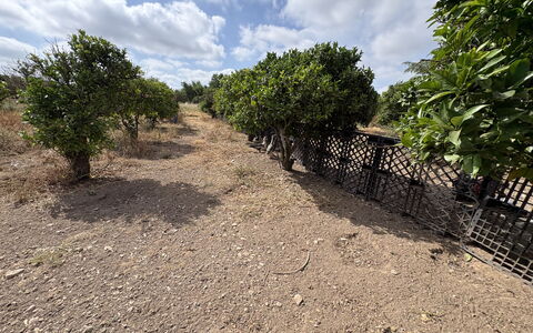 Villa Cigno Reale: Landschap, Bodem, Plantengemeenschap, Plain, Landelijk Gebied, Woody Plant, Plantage, Shrubland, Trail