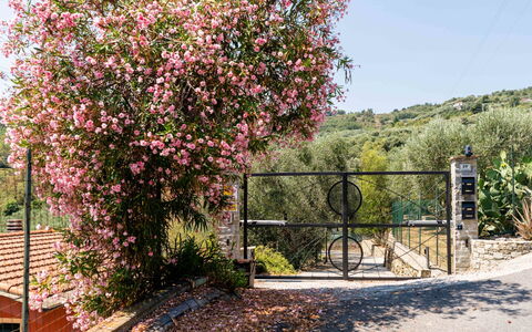 Orto di Silvia: Bloem, Struik, Roze, De Lente, Tuin, Hek, Rose Family, Bloesem