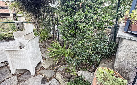 Colazza 100: Struik, Bloempot, Tuin, Kamerplant, Hek, Kruid