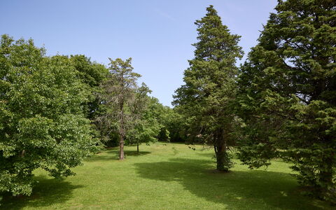 Casa Mancini, Holiday Villa, San Galgano: Boom, Blad, Gras, Natuurlijke Omgeving, Afdeling, Vegetation, Struik, Grasland, Plain, Plantengemeenschap