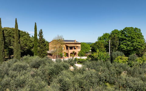 Sangiovese 14: Boom, Blad, Vegetation, Struik, Landschap, Plantengemeenschap, Land Lot, Huis, Landelijk Gebied