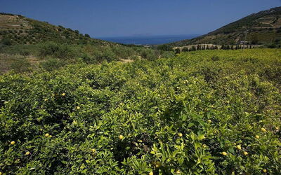 La Collina Degli Ulivi