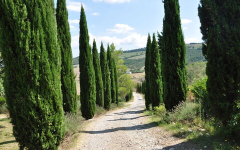 Le Querce Di Campocane: Boom, Vegetation, Groen, Biome, Natuurlijk Landschap, Fabriek, Woody Plant, Natuurlijke Omgeving, Natuurgebied, Struik