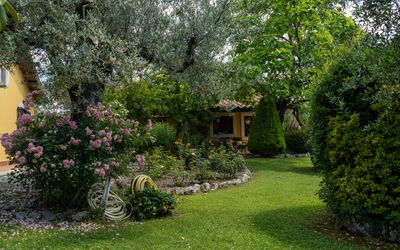 Olive Grove Sabina