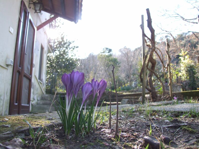 Villa Agrifogli